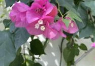 Festetics-kastély Keszthely