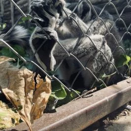 Gyöngyösi Állatkert Gyöngyös - Egyéb