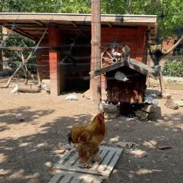 Gyöngyösi Állatkert Gyöngyös - Egyéb