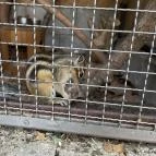 Gyöngyösi Állatkert Gyöngyös - Egyéb