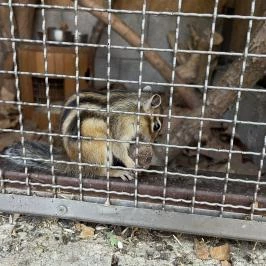 Gyöngyösi Állatkert Gyöngyös - Egyéb