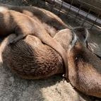 Gyöngyösi Állatkert Gyöngyös - Egyéb