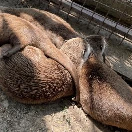 Gyöngyösi Állatkert Gyöngyös - Egyéb