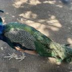 Gyöngyösi Állatkert Gyöngyös - Egyéb