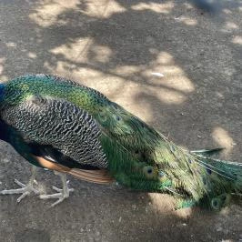 Gyöngyösi Állatkert Gyöngyös - Egyéb