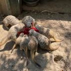 Gyöngyösi Állatkert Gyöngyös - Egyéb