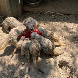 Gyöngyösi Állatkert Gyöngyös - Egyéb