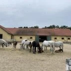 Hajtókocsi múzeum Szilvásvárad - Egyéb