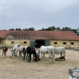 Hajtókocsi múzeum Szilvásvárad - Egyéb