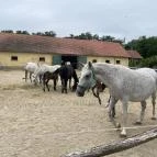 Hajtókocsi múzeum Szilvásvárad - Egyéb