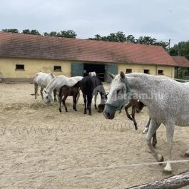 Hajtókocsi múzeum Szilvásvárad - Egyéb