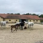 Hajtókocsi múzeum Szilvásvárad - Egyéb