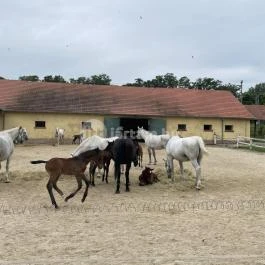 Hajtókocsi múzeum Szilvásvárad - Egyéb