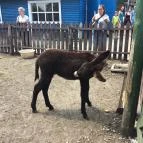 Henryx Western City Császár - 