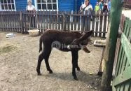 Henryx Western City Császár