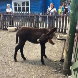 Henryx Western City Császár - Egyéb