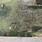 Hévízi-tó Hévíz - Egyéb