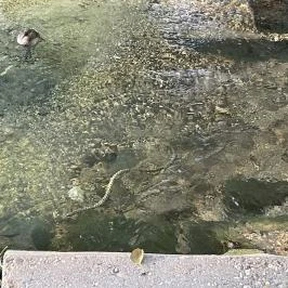 Hévízi-tó Hévíz - Egyéb