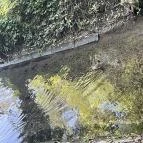 Hévízi-tó Hévíz - Egyéb