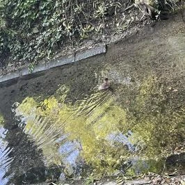 Hévízi-tó Hévíz - Egyéb