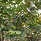 Hotel Piroska Bük, Bükfürd? - Egyéb