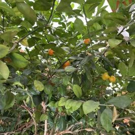 Hotel Piroska, Bük, Bükfürd? - Egyéb