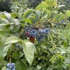 Kecskeméti Arborétum Kecskemét - Egyéb