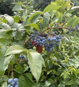 Kecskeméti Arborétum