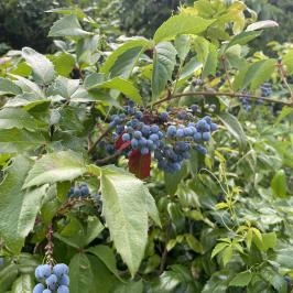 Kecskeméti Arborétum, Kecskemét - Egyéb