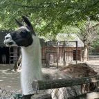 Kecskeméti Vadaskert Kecskemét - Egyéb