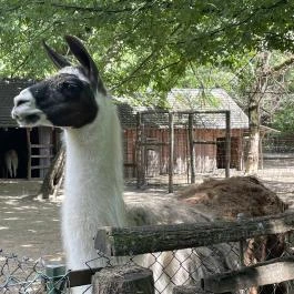 Kecskeméti Vadaskert, Kecskemét - Egyéb