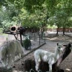 Kecskeméti Vadaskert Kecskemét - Egyéb