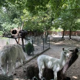 Kecskeméti Vadaskert, Kecskemét - Egyéb