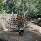 Kecskeméti Vadaskert Kecskemét - Egyéb