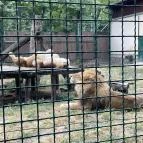 Kecskeméti Vadaskert Kecskemét - Egyéb