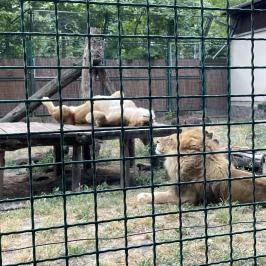 Kecskeméti Vadaskert, Kecskemét - Egyéb