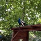 Kecskeméti Vadaskert Kecskemét - Egyéb