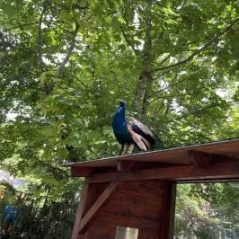 Kecskeméti Vadaskert, Kecskemét - Egyéb