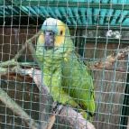 Kecskeméti Vadaskert Kecskemét - Egyéb