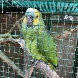 Kecskeméti Vadaskert, Kecskemét - Egyéb