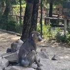 Kecskeméti Vadaskert Kecskemét - Egyéb