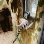 Kecskeméti Vadaskert Kecskemét - Egyéb