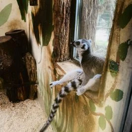 Kecskeméti Vadaskert, Kecskemét - Egyéb