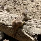 Kecskeméti Vadaskert Kecskemét - Egyéb