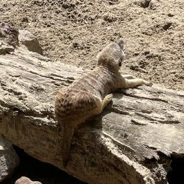 Kecskeméti Vadaskert, Kecskemét - Egyéb