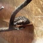 Kecskeméti Vadaskert Kecskemét - Egyéb