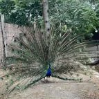 Kecskeméti Vadaskert Kecskemét - Egyéb