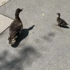 Kecskeméti Vadaskert Kecskemét - Egyéb