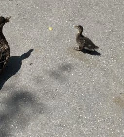 Kecskeméti Vadaskert