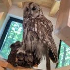 Kőhalmy Vadászati Múzeum Sopron - Egyéb